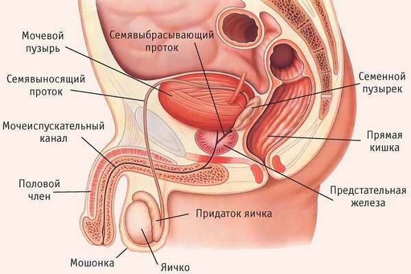 половая система мужчины