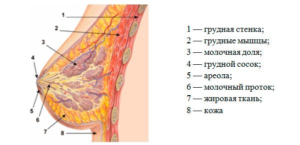 Грудное молоко