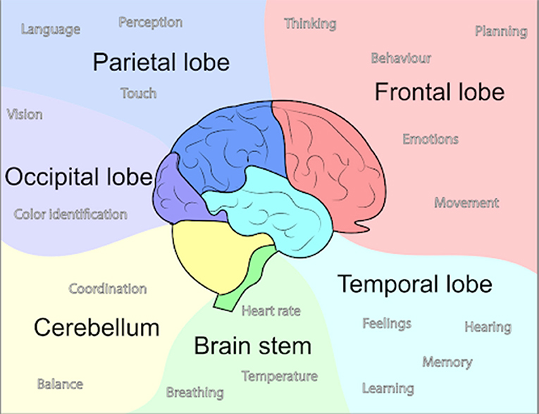 Figure 1 - The brain is divided into different sections, called lobes, shown in different colors in this diagram.