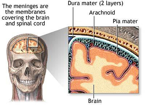 Figure 2 - The membranes covering the brain and spinal cord are called the meninges.