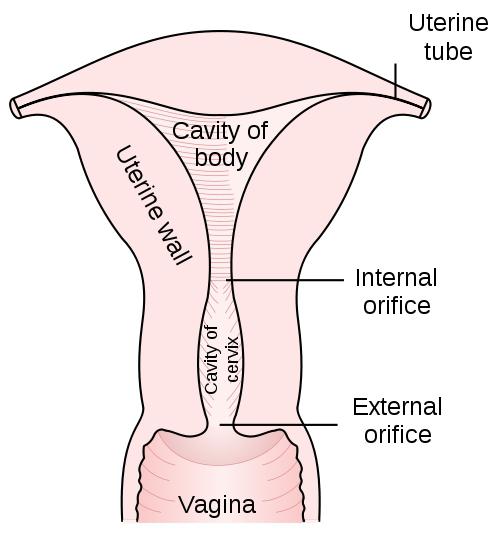 анатомия человека внутренние органы женщины