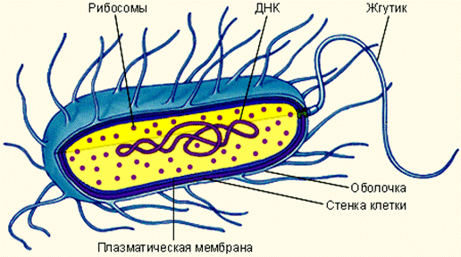 Бактерия