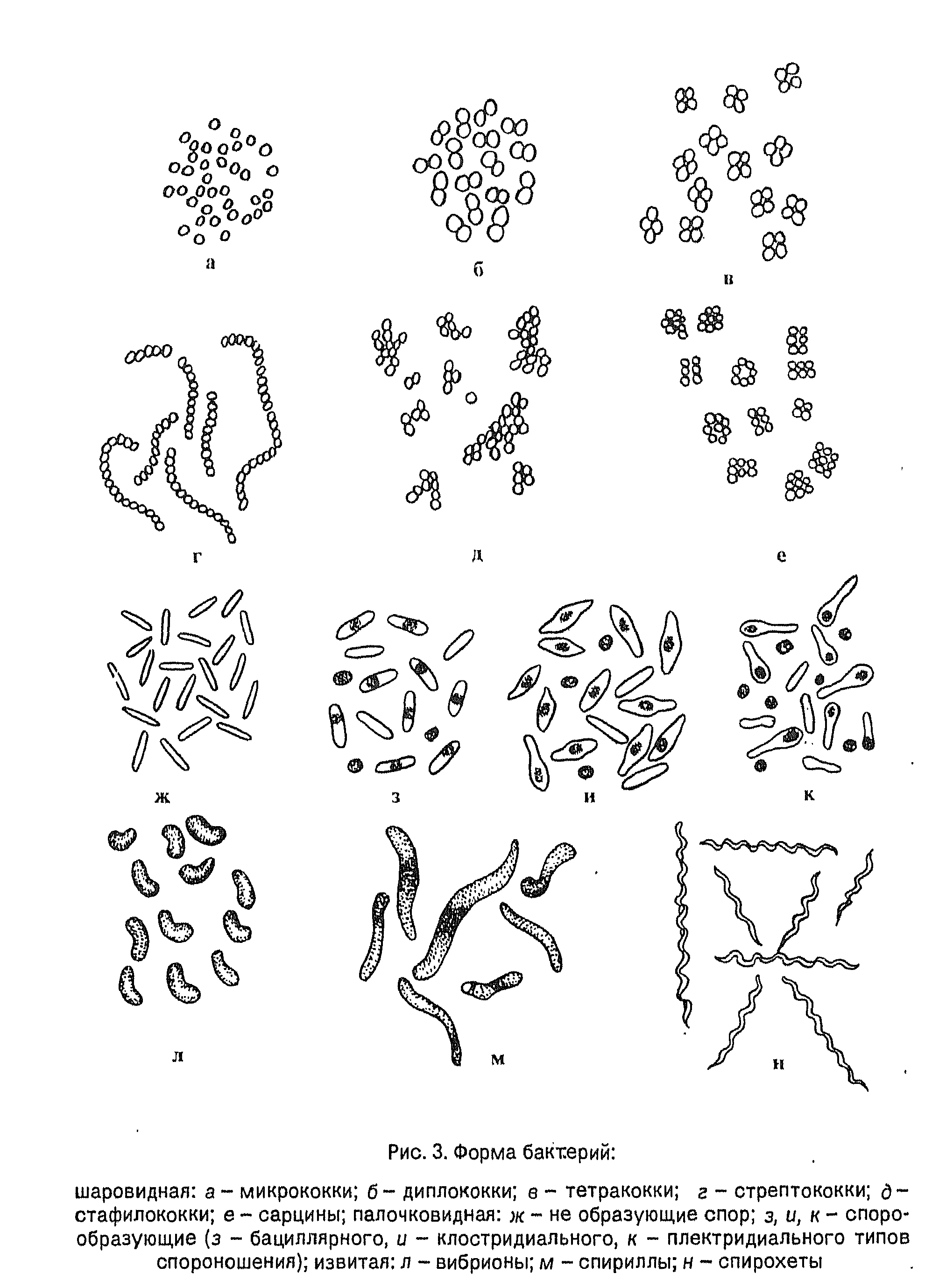 формы Бактерий
