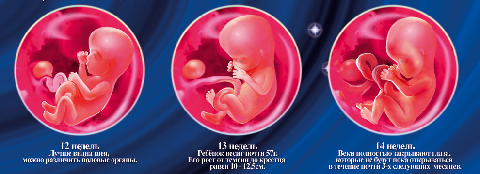 развитие эмбриона по неделям 12-13-14