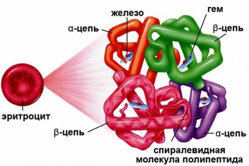 Какой гемоглобин должен быть у детей.